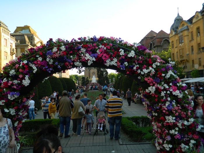 DSCN6383 - 2016 FESTIVALUL FLORILOR_TIMISOARA