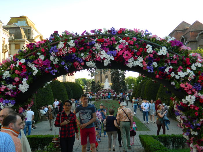 DSCN6384 - 2016 FESTIVALUL FLORILOR_TIMISOARA