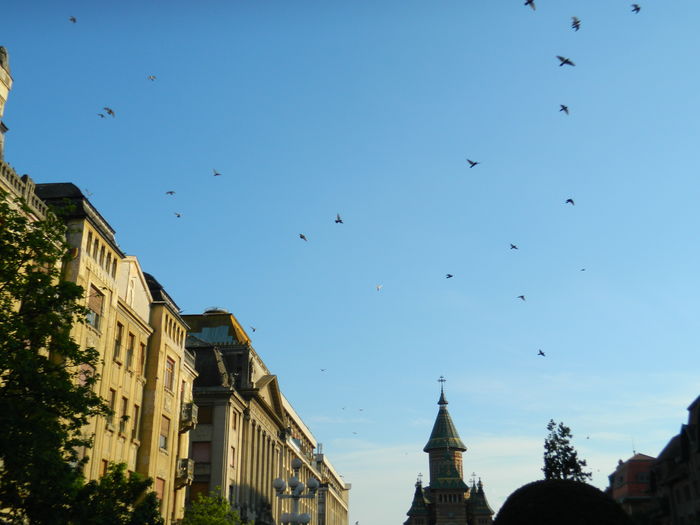 DSCN6390 - 2016 FESTIVALUL FLORILOR_TIMISOARA