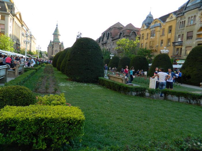 DSCN6393 - 2016 FESTIVALUL FLORILOR_TIMISOARA