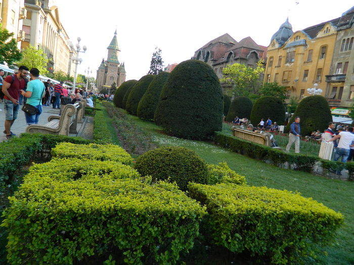 DSCN6394 - 2016 FESTIVALUL FLORILOR_TIMISOARA