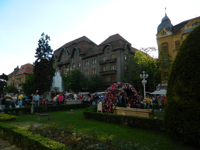 DSCN6402 - 2016 FESTIVALUL FLORILOR_TIMISOARA