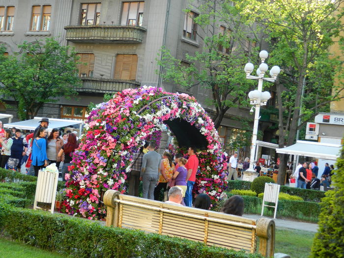 DSCN6404 - 2016 FESTIVALUL FLORILOR_TIMISOARA
