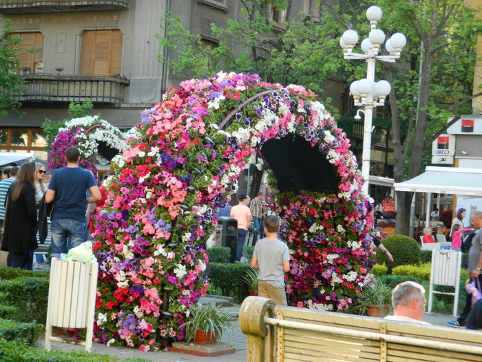 DSCN6406 - 2016 FESTIVALUL FLORILOR_TIMISOARA
