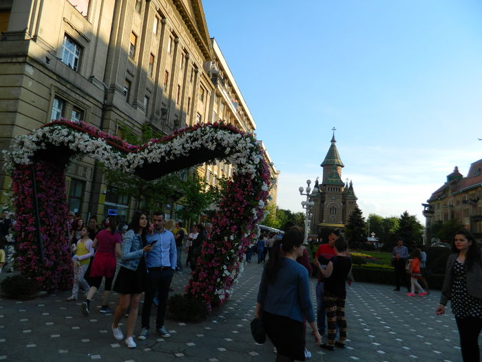 DSCN6408 - 2016 FESTIVALUL FLORILOR_TIMISOARA