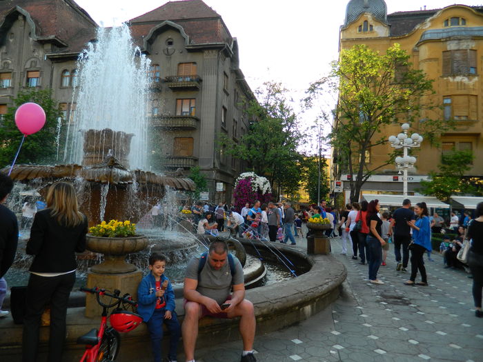 DSCN6410 - 2016 FESTIVALUL FLORILOR_TIMISOARA