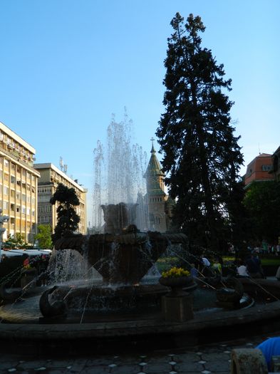 DSCN6419 - 2016 FESTIVALUL FLORILOR_TIMISOARA