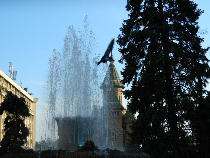 DSCN6423 - 2016 FESTIVALUL FLORILOR_TIMISOARA