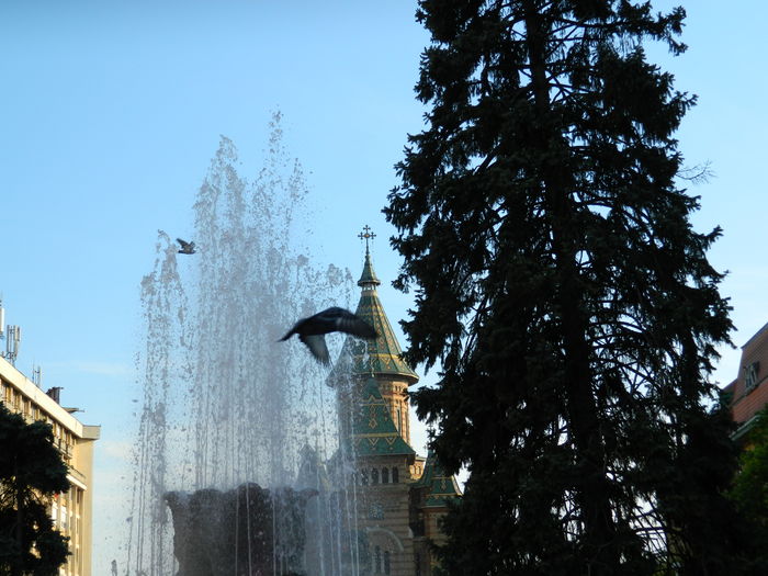 DSCN6425 - 2016 FESTIVALUL FLORILOR_TIMISOARA