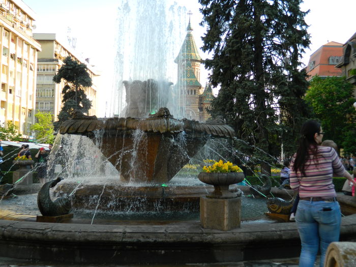 DSCN6428 - 2016 FESTIVALUL FLORILOR_TIMISOARA