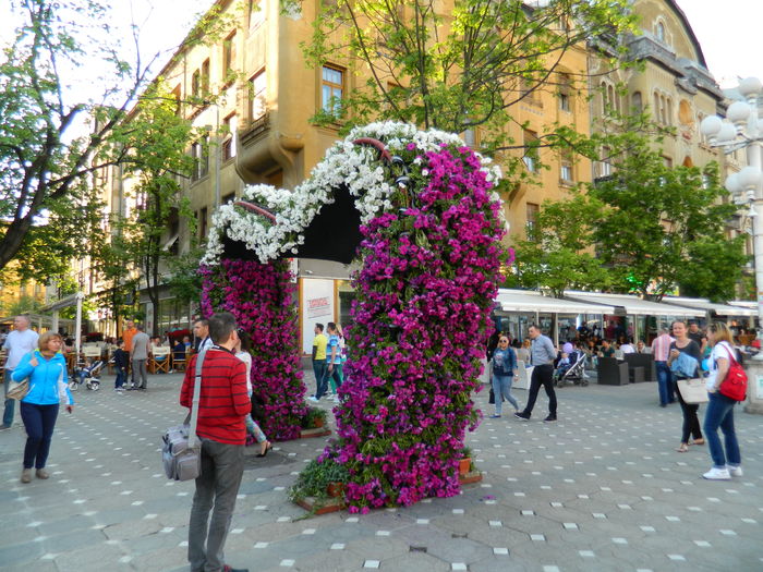 DSCN6432 - 2016 FESTIVALUL FLORILOR_TIMISOARA