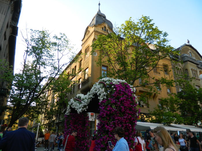 DSCN6433 - 2016 FESTIVALUL FLORILOR_TIMISOARA