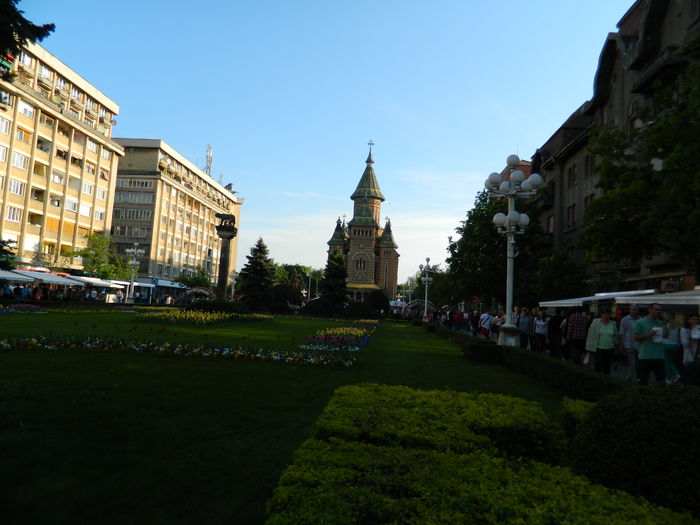 DSCN6434 - 2016 FESTIVALUL FLORILOR_TIMISOARA