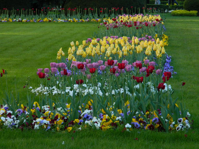 DSCN6441 - 2016 FESTIVALUL FLORILOR_TIMISOARA