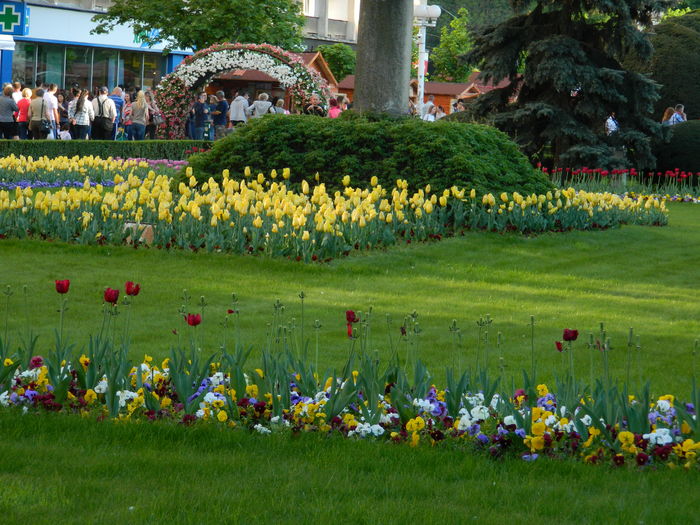 DSCN6442 - 2016 FESTIVALUL FLORILOR_TIMISOARA