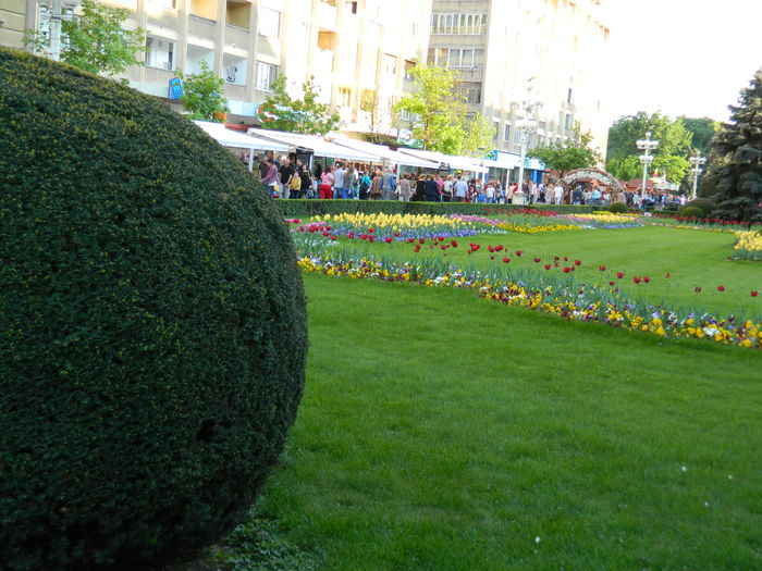 DSCN6447 - 2016 FESTIVALUL FLORILOR_TIMISOARA