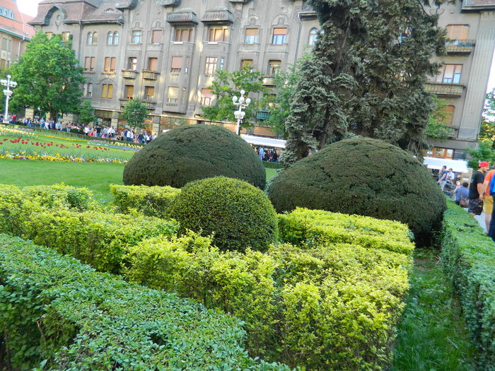 DSCN6452 - 2016 FESTIVALUL FLORILOR_TIMISOARA