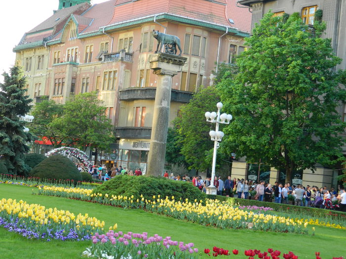 DSCN6454 - 2016 FESTIVALUL FLORILOR_TIMISOARA