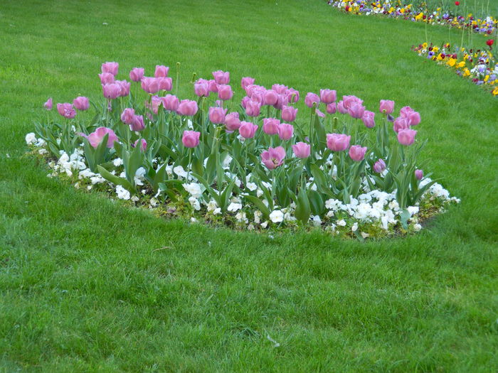 DSCN6456 - 2016 FESTIVALUL FLORILOR_TIMISOARA