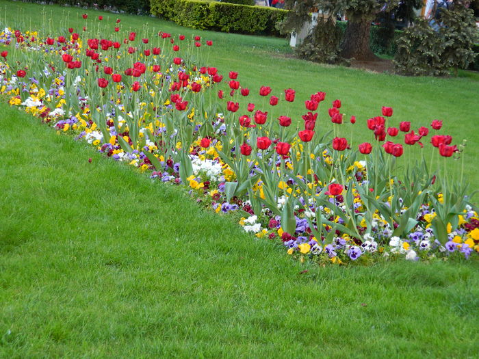 DSCN6457 - 2016 FESTIVALUL FLORILOR_TIMISOARA