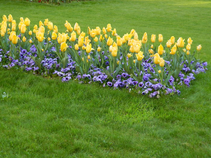 DSCN6458 - 2016 FESTIVALUL FLORILOR_TIMISOARA