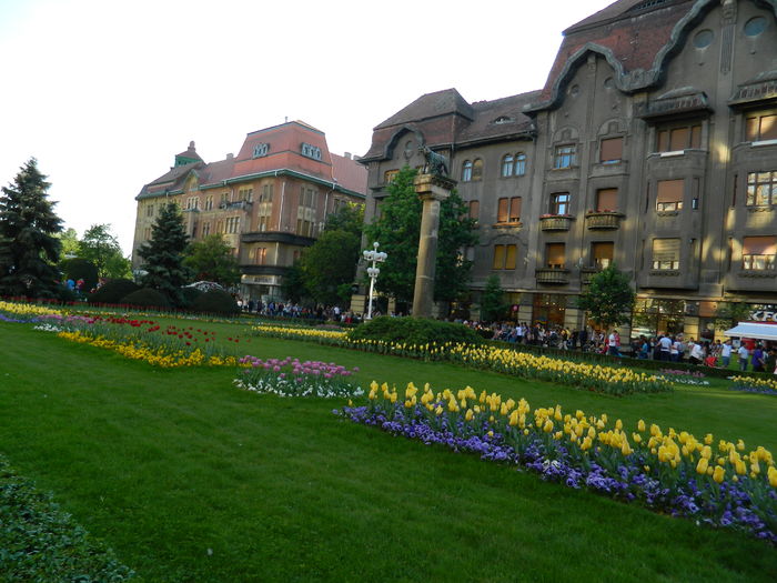 DSCN6459 - 2016 FESTIVALUL FLORILOR_TIMISOARA