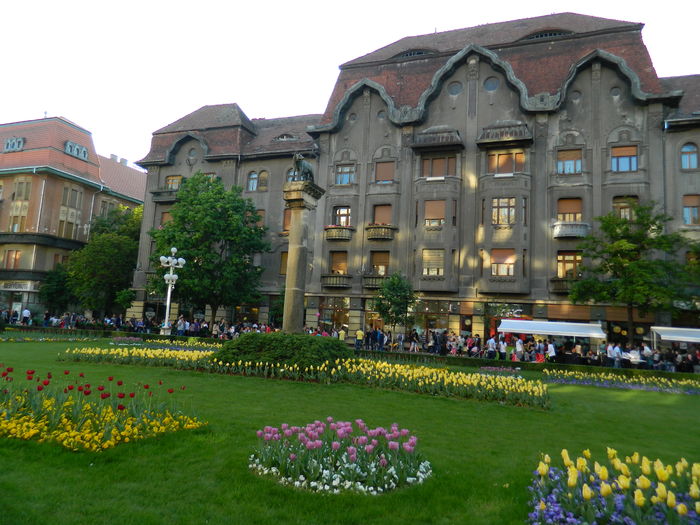 DSCN6460 - 2016 FESTIVALUL FLORILOR_TIMISOARA