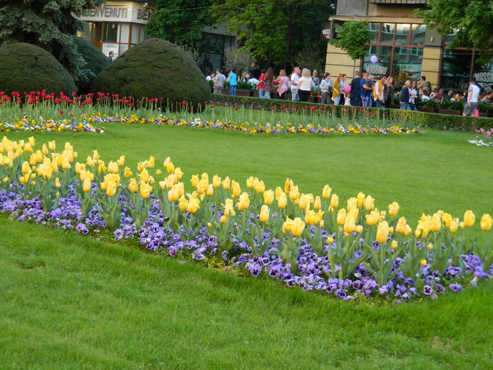 DSCN6462 - 2016 FESTIVALUL FLORILOR_TIMISOARA