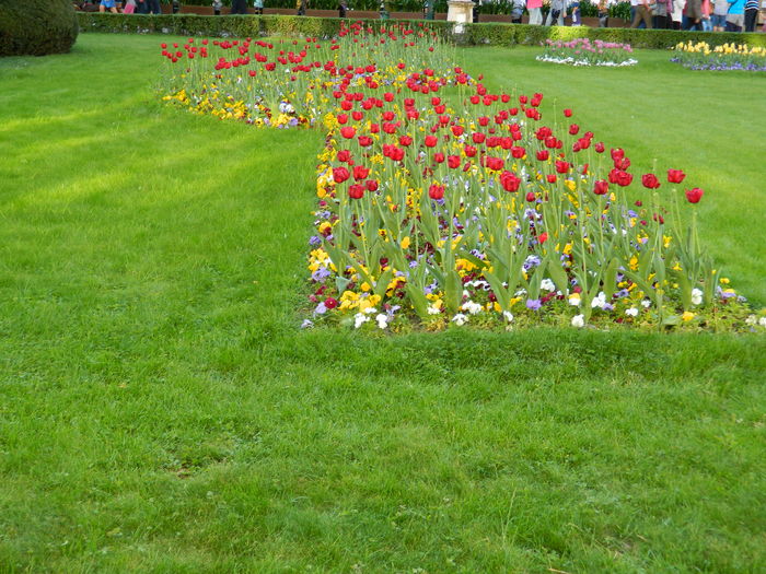 DSCN6464 - 2016 FESTIVALUL FLORILOR_TIMISOARA