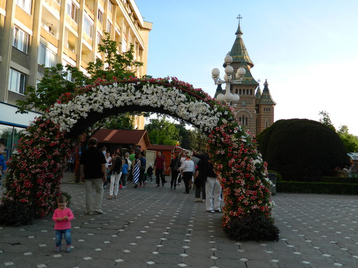 DSCN6467 - 2016 FESTIVALUL FLORILOR_TIMISOARA