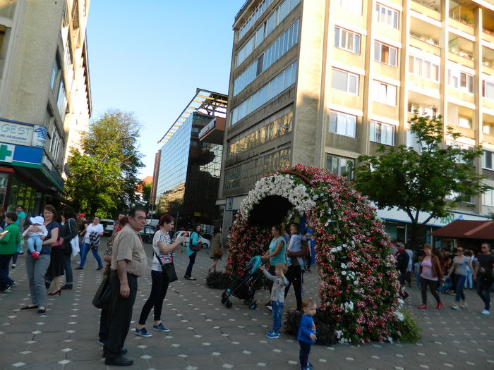 DSCN6472 - 2016 FESTIVALUL FLORILOR_TIMISOARA