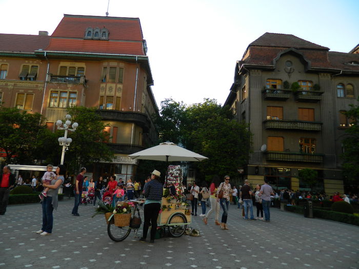 DSCN6473 - 2016 FESTIVALUL FLORILOR_TIMISOARA