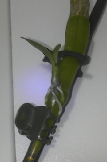 IMG_20160426_204135 - florile mele dragi