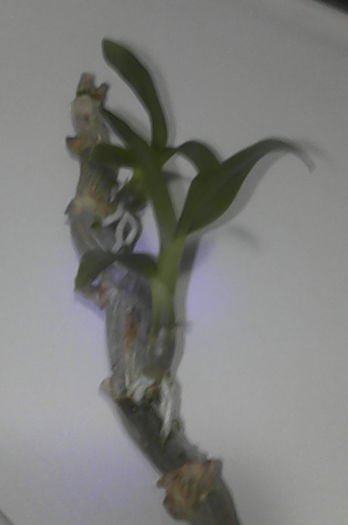 IMG_20160426_204325 - florile mele dragi