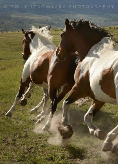 FB_IMG_1461695397508 - C Pentru cei care le plac aceste animale