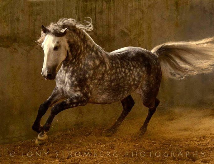 FB_IMG_1461695332354 - C Pentru cei care le plac aceste animale