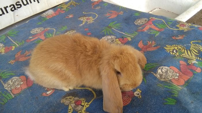 FEMELA =Nascuta ;20-02-2016;