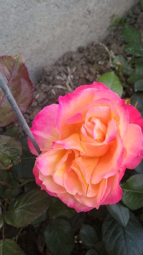 P_20160426_201647[1]