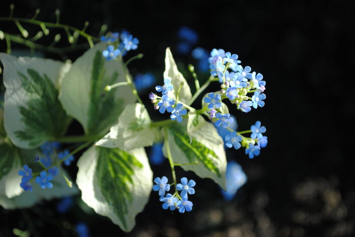 Brunnera macrophylla Variegata