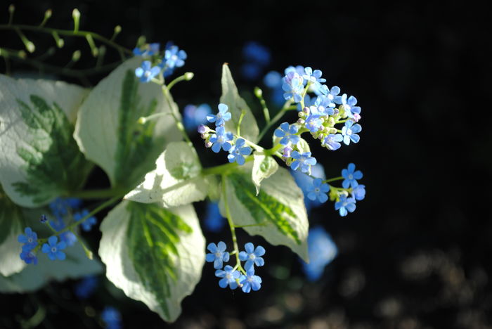 Brunnera macrophylla Variegata