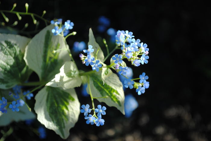 brunnera variegata
