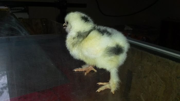 20160426; Au apărut și primii pitici. Doar 3 deocamdată!
