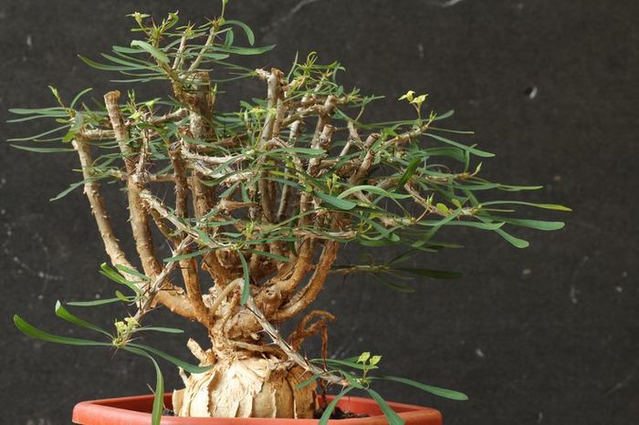 Euphorbia sakarahensis