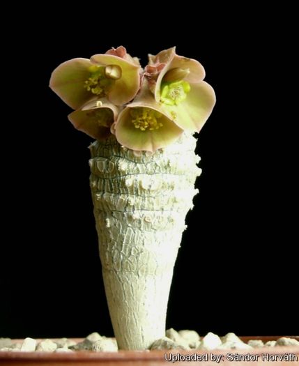 Euphorbia ankarensis - Whish list pentru viata urmatoare1