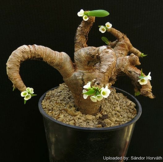 Euphorbia itremensis