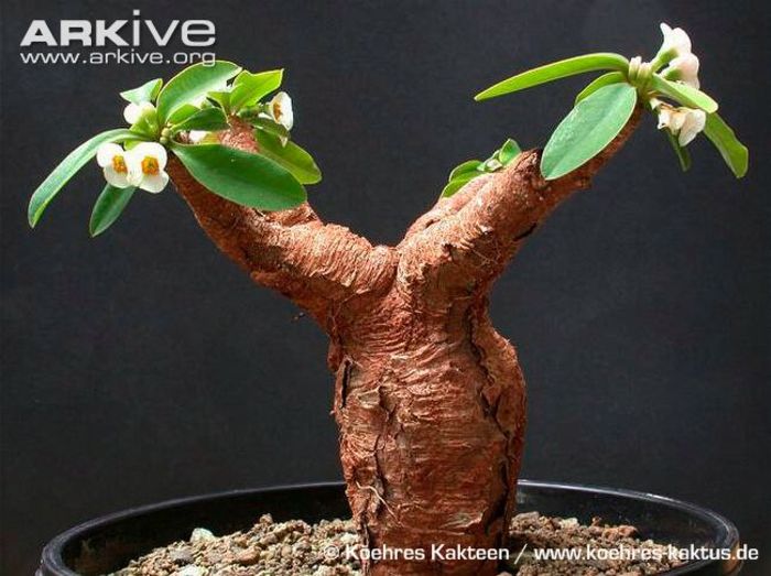 Euphorbia itremensis - Whish list pentru viata urmatoare1