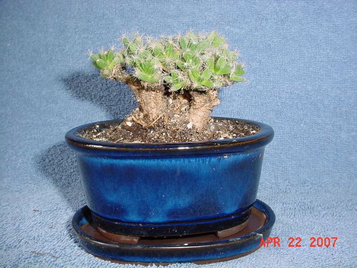 Trichodiadema densum - achizitionata Trichodiadema densum - achizitionata