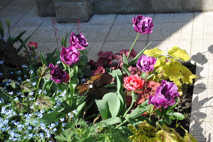 22 aprilie - 2016 gradina mea