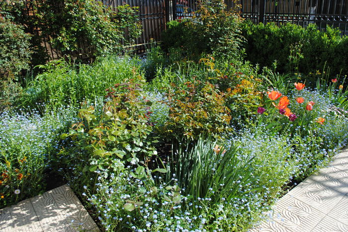 22 aprilie - 2016 gradina mea