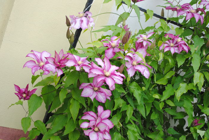 clematis Betty Risdon - 2016 clematite